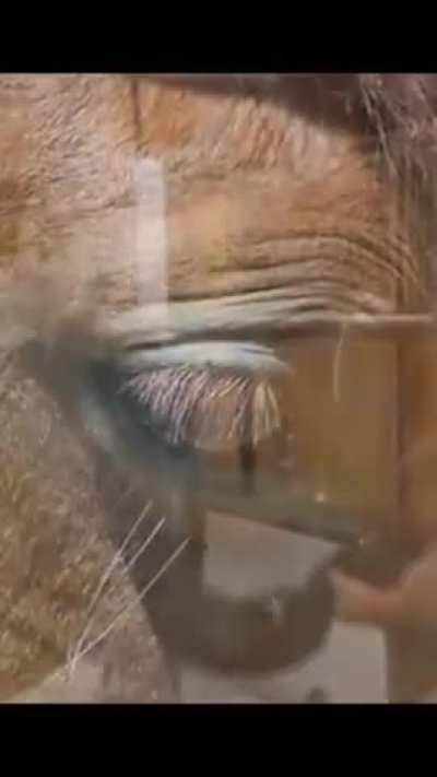 PedroDBR - Video #6182