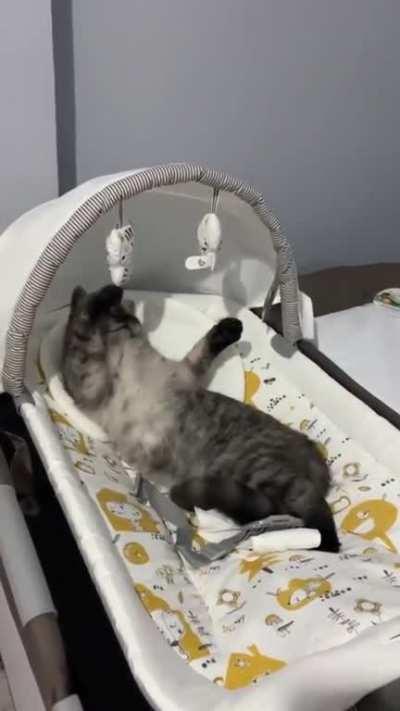 “I’m da baby now.” - Cat (probably)