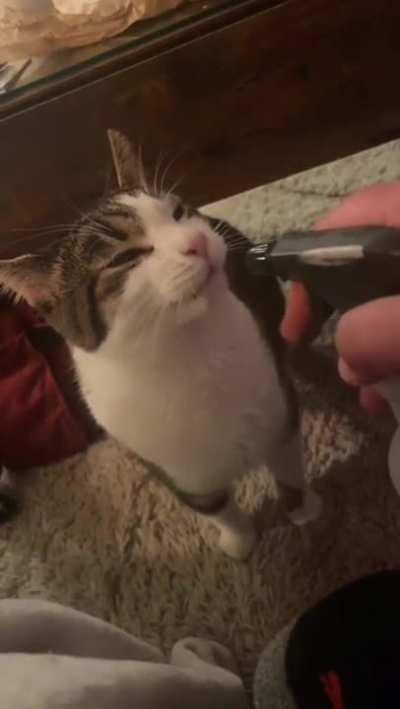 Have you hydrated your cat today?