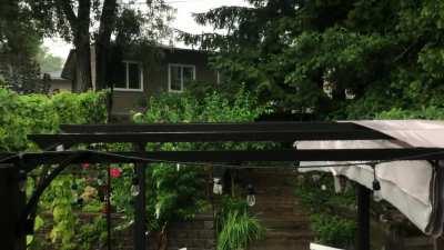 my backyard in toronto this morning