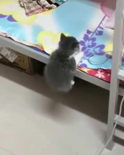 eViL cAMeRaMAn siTs bY wHILe kITtEn fALLs oFF a FUcKinG cLiFF