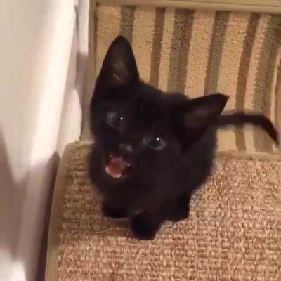 The void is loud when it wants pets