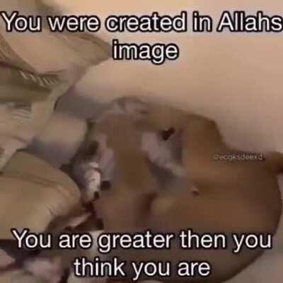 mashallah brothers