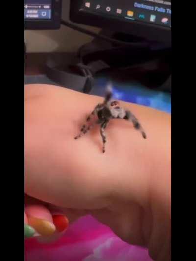Spider on hand