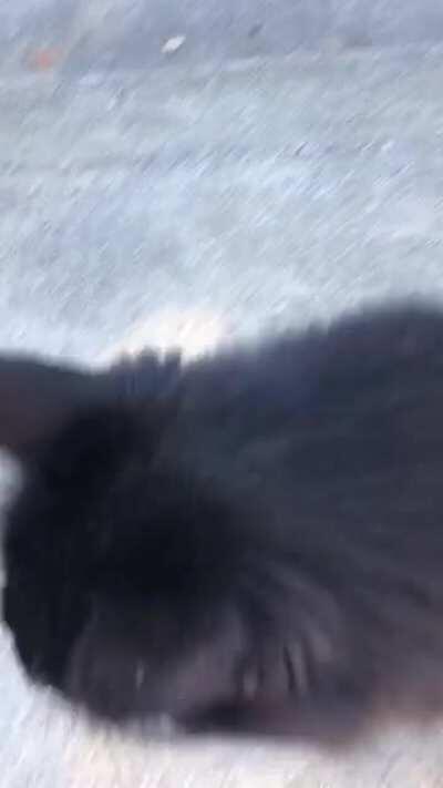 Neighbor&rsquo;s cat has a heckin gurgle of a yell when it needs pets!