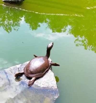 🔥 Turtle doing a morning stretch