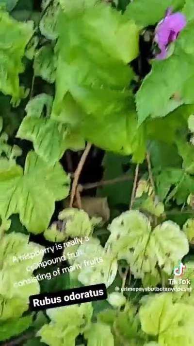 It’s a thimble berry