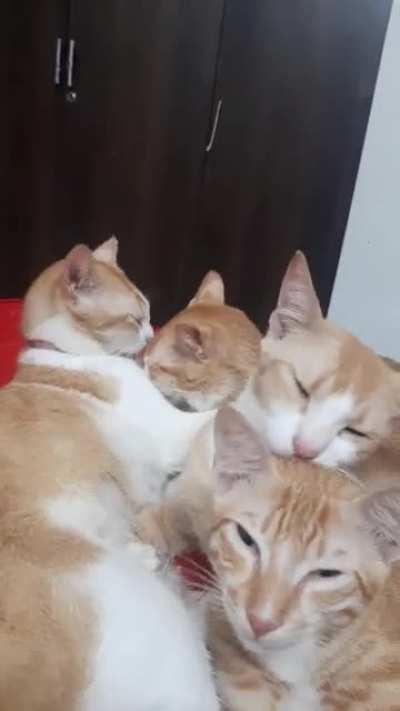 Grroming session in progress