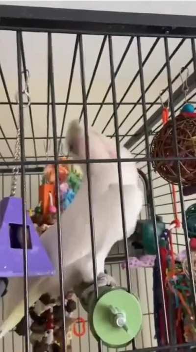 I didn’t know birds got down like this