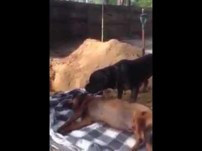 Dog tries to revive his dead buddy, he's devastated.