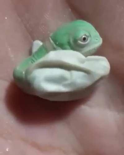 Birth of a chameleon