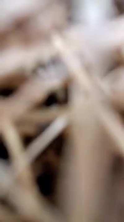 Rescue Fox runs away with mobile phone to bury it