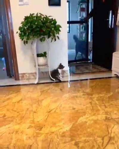 Cat tries to scare a doggo, super cute