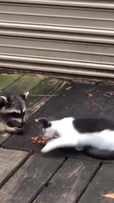 Raccoon and cat have breakfast and a third guest would like to join…