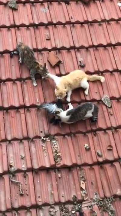 Это моя добыча!