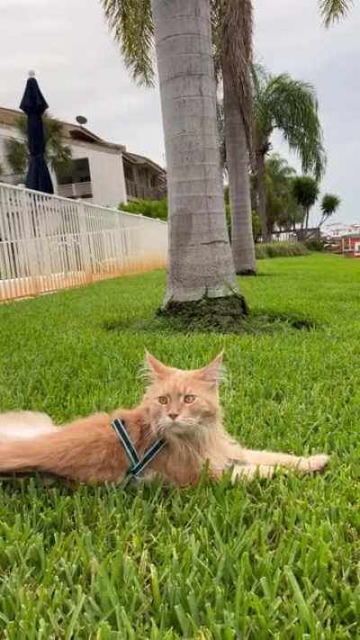 I love his thoughtful and intelligent look😻😻😻