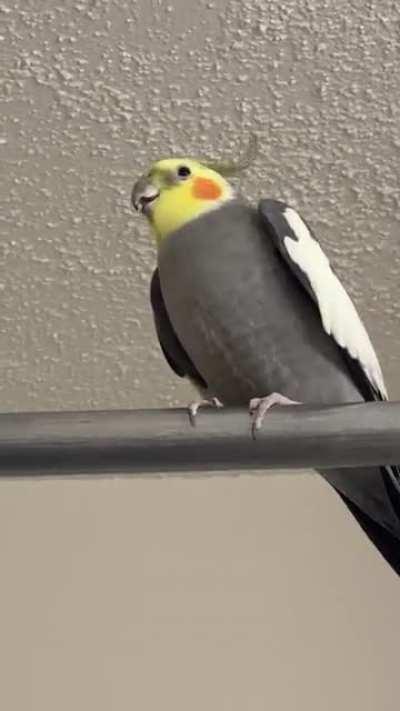 Snow and his tippy toes with knock knocks and SOUND