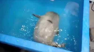 Baby seals first swim lesson..