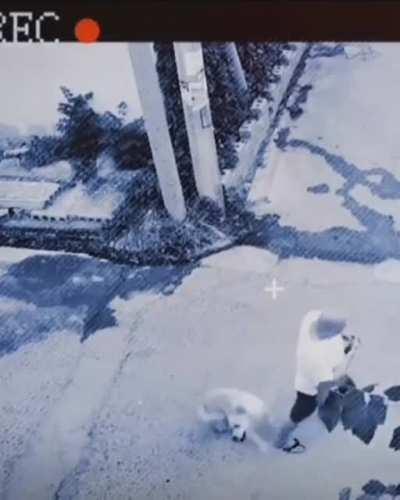 Собака-спасака