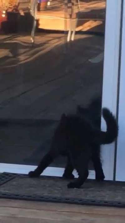 Mojo crabbing at the stranger in the window.