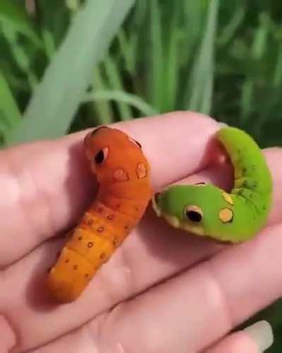 Tiny shiny caterpillars