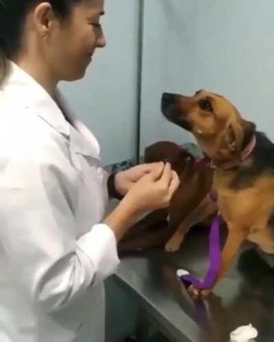 When your dog has a crush on his vet: