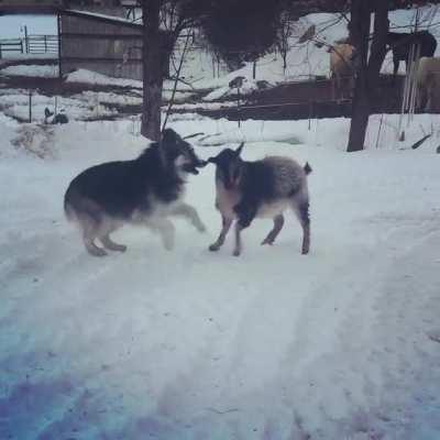 Nala dog and Floki goat, playing in the snow!