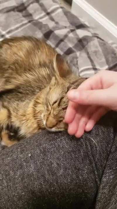 My new foster Emilie has a lot to talk about!