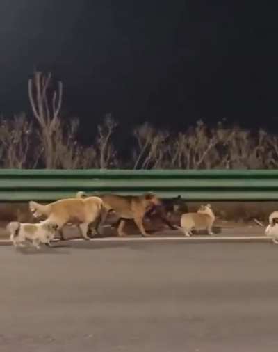 [PUPPIES via FauxMoi] Seven dogs stolen from their owners have gone viral after escaping from an illegal transport truck and making their way home. They traveled 10.5 miles/17 km together, led by a corgi across highways and fields, now safely back with th