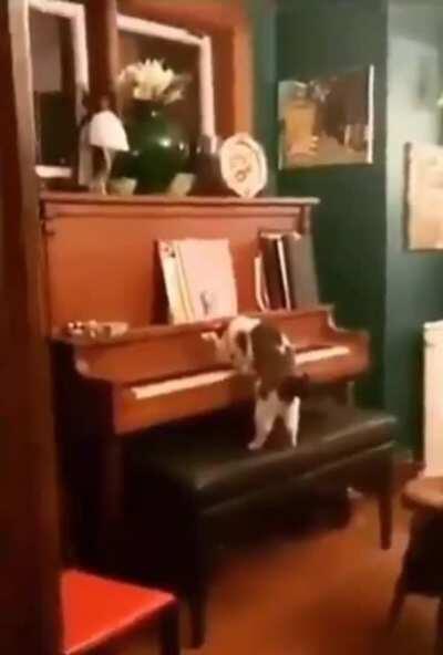 Запретили ночью тыгдыгдыкать? Не беда. Котик найдет выход всегда!