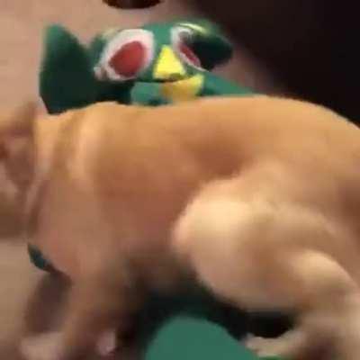 Guy dresses up as dogs favorite toy