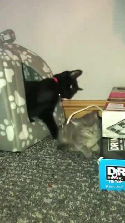 aDOpTiVe ParENt ABuSeS chIlD