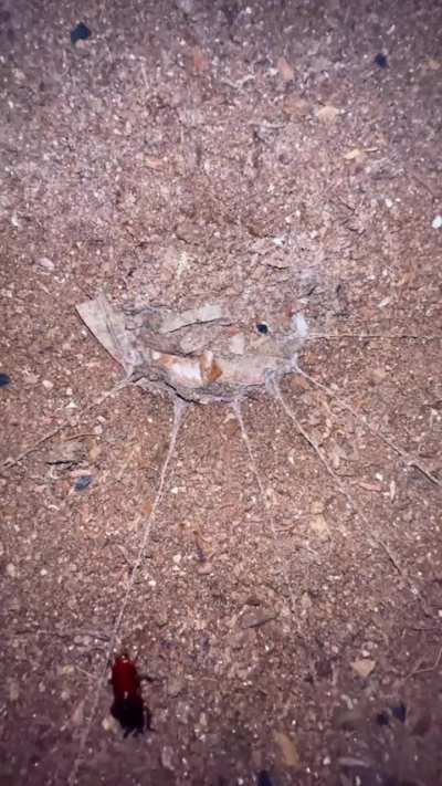 🔥 trapdoor spider hunting