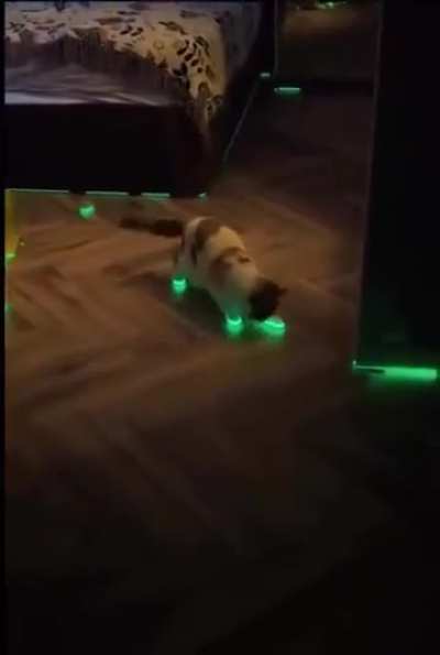 Cat is confused and for a second I was too