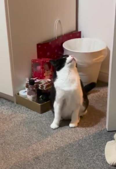 the greebles got her …