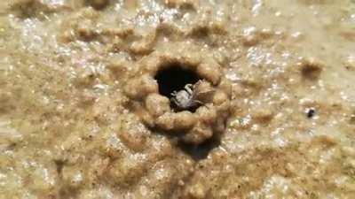 How this crab hides when you go near it