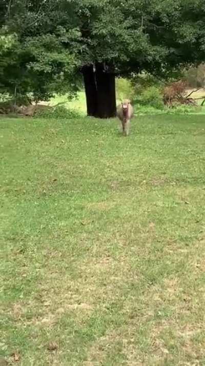 Where have you been! Sounds like the Tusken Raiders, I mean, donkey down the street from me!