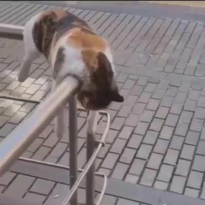 Not a care about the world