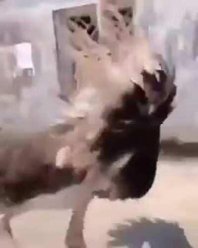 That Ostrich is a Naughty Boy