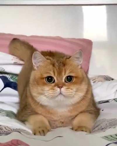 He do a danger wiggle!