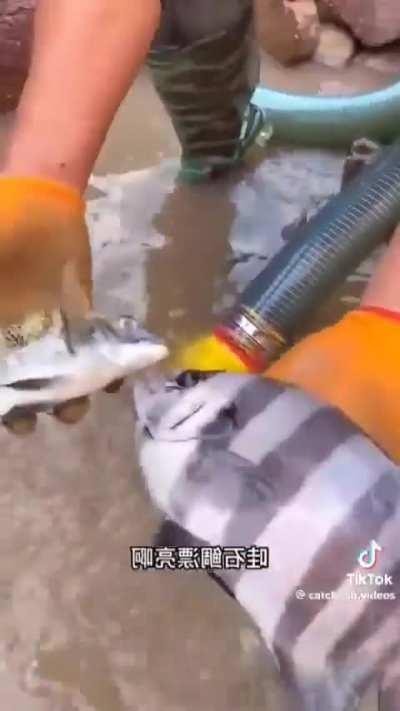 Zhongguonese fishing method most effective 💪😎💪