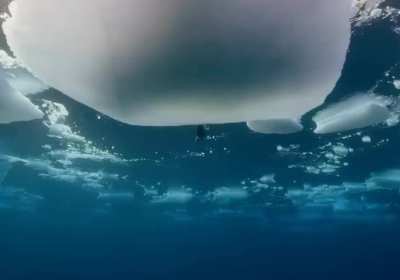 Sea puppy blowing bubbles down to the surface, or so it seems