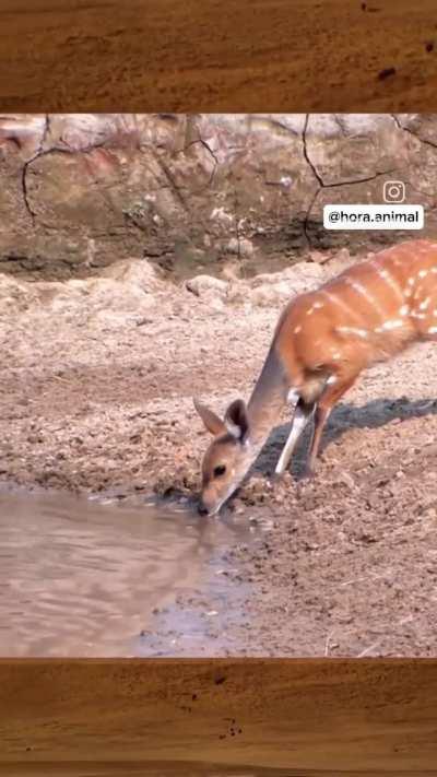 To have an easy meal