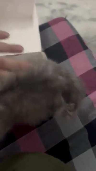 This smallest burger in India