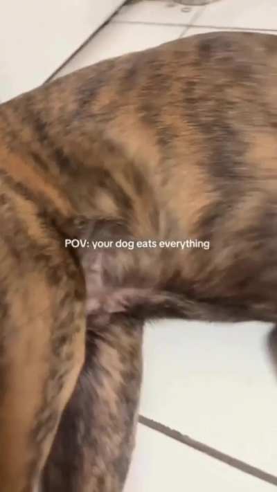 Funniest Dog Complication - Watch it till The End!