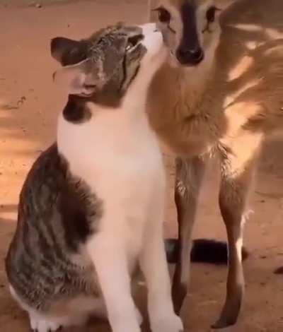 The cat has found an unusual love..