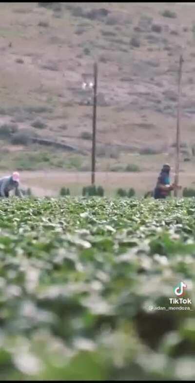 Workers at a strawberry picking field in Santa Maria CA give 100% effort every day to get the job done