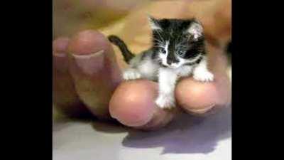 o poderoso gatão 😔🤙