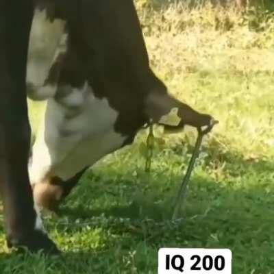 Nowadays cows are getting smarter