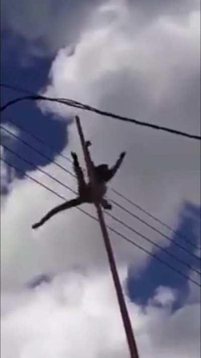 Macaco macaco 2008-2020 😞💔